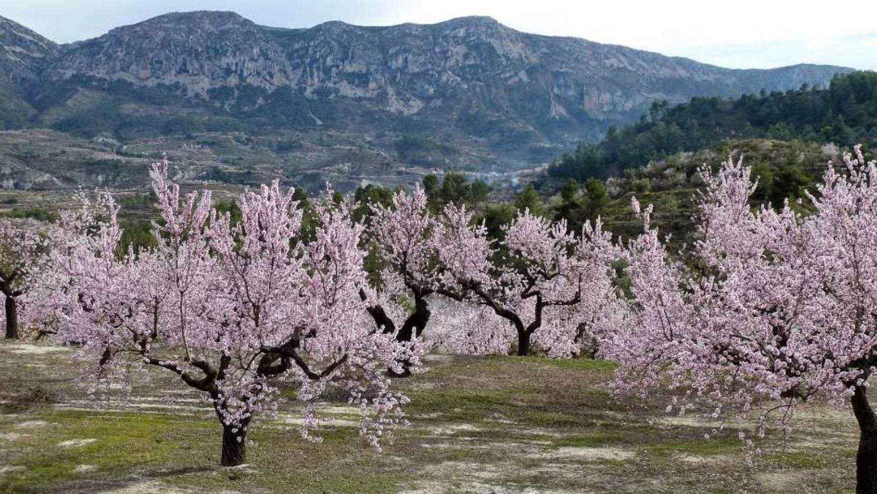 Apartamento Calaceite Torrox Dış mekan fotoğraf